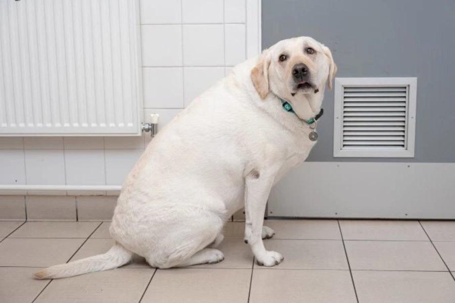 Как Сбросить Лишний Вес У Собаки