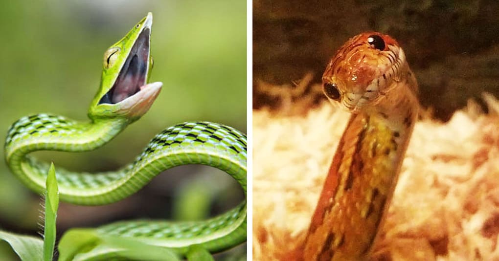 20 доказательств того, что змеи могут быть эмоциональнее, чем вы могли бы подумать