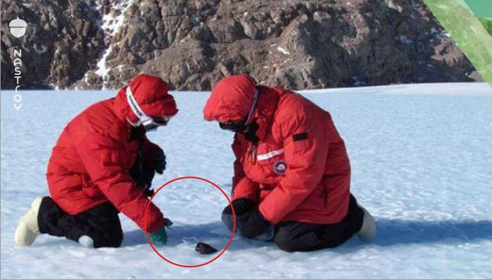 Шокирующие находки ученых в Антарктиде!