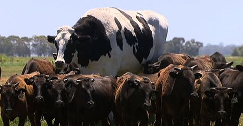 В Австралии нашли здоровенного быка — и габариты спасли его от превращения в котлетки