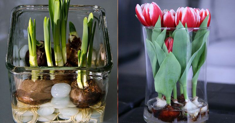 Действенный способ, как вырастить тюльпаны и нарциссы в вазе без почвы