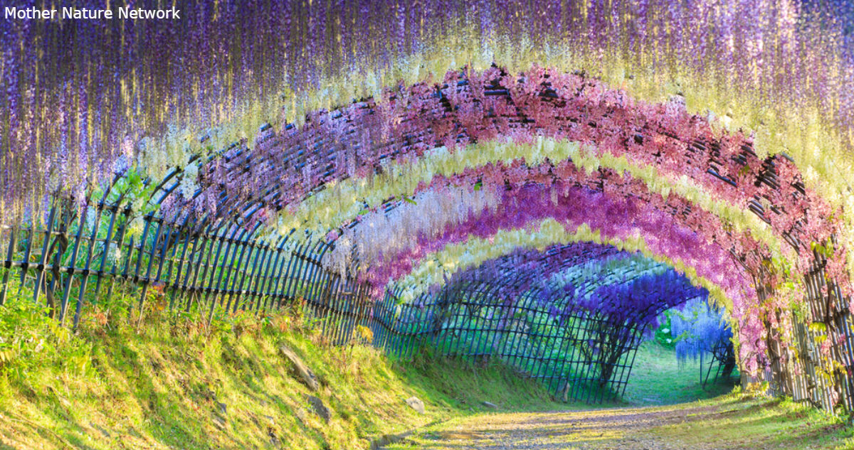 Этот цветочный туннель в Японии   самое романтичное место на Земле. Вот фото
