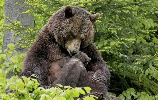 Медведица привела своего медвежонка к девушке, чтобы она вытащила из лапы медвежонка занозу.
