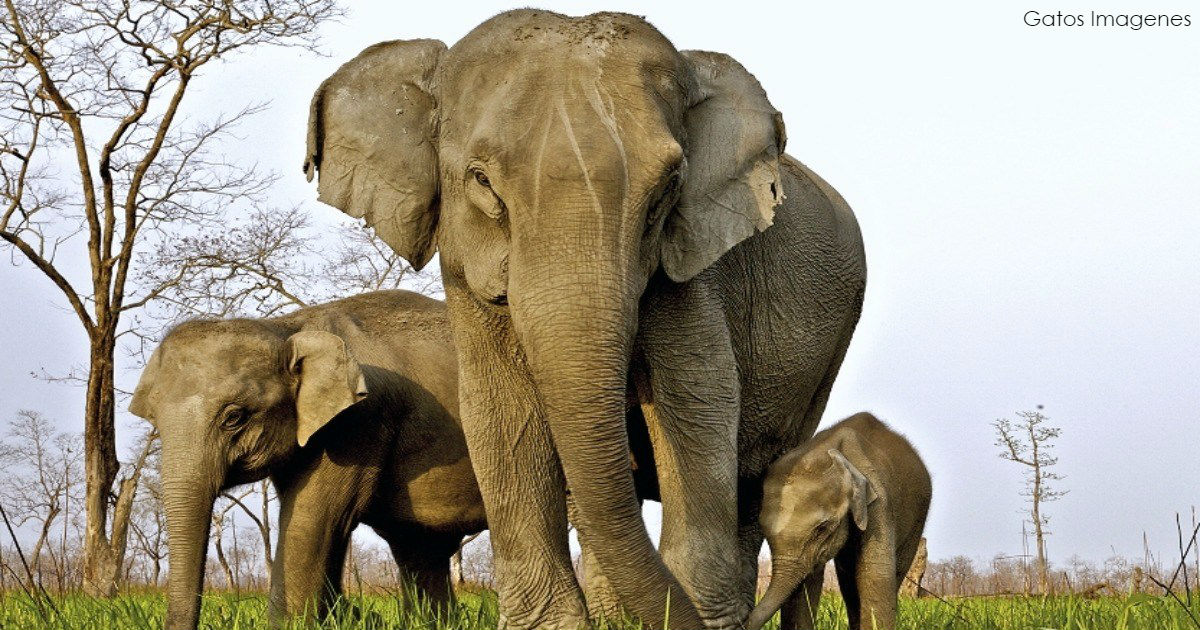 У слонов в Африке больше не растут бивни: это эволюция подстроилась под браконьеров