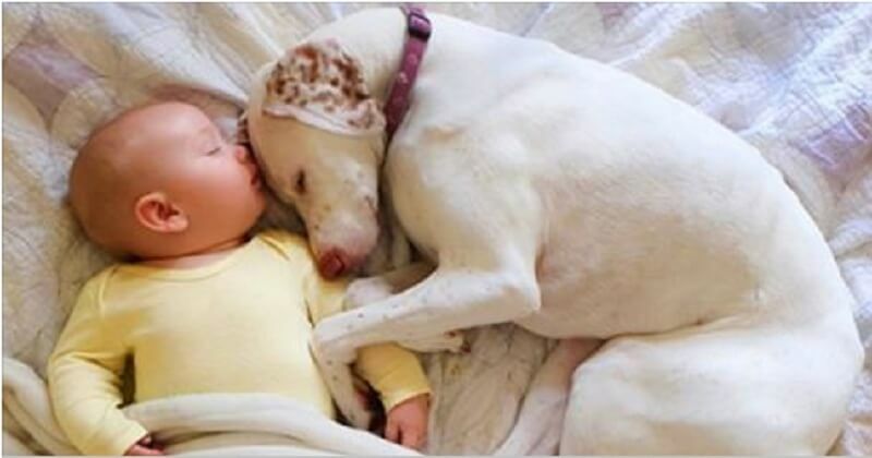 Собаку спасли и она боялась всех, кроме него. Этот 11 месячный малыш возродил в ней веру в людей