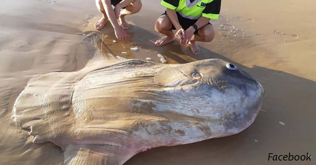 Гигантскую солнечную рыбу выбросило на пляж в Южной Австралии