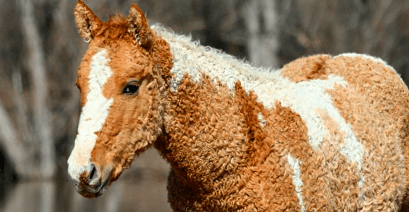 Кудрявые лошадки — красивые создания, о которых мало кто знает