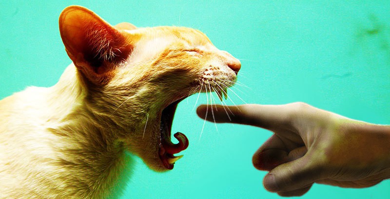20 странных вещей, которые делают все владельцы котов (но не признаются в этом)