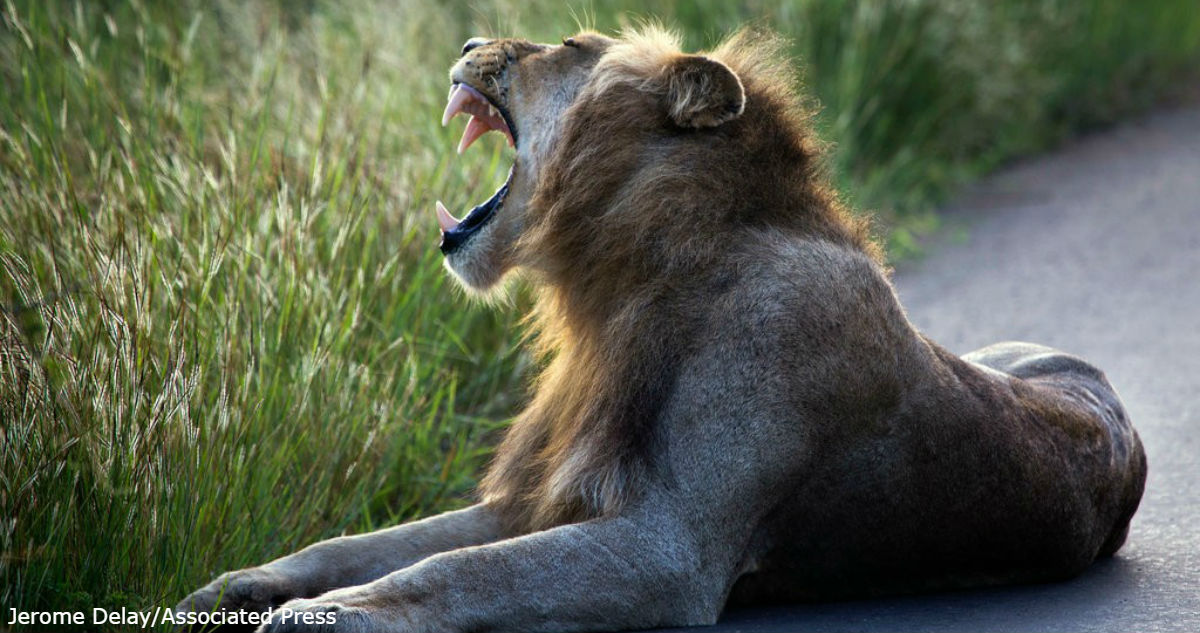 Браконьер охотился на носорога   но его поймал слон, а потом съели львы
