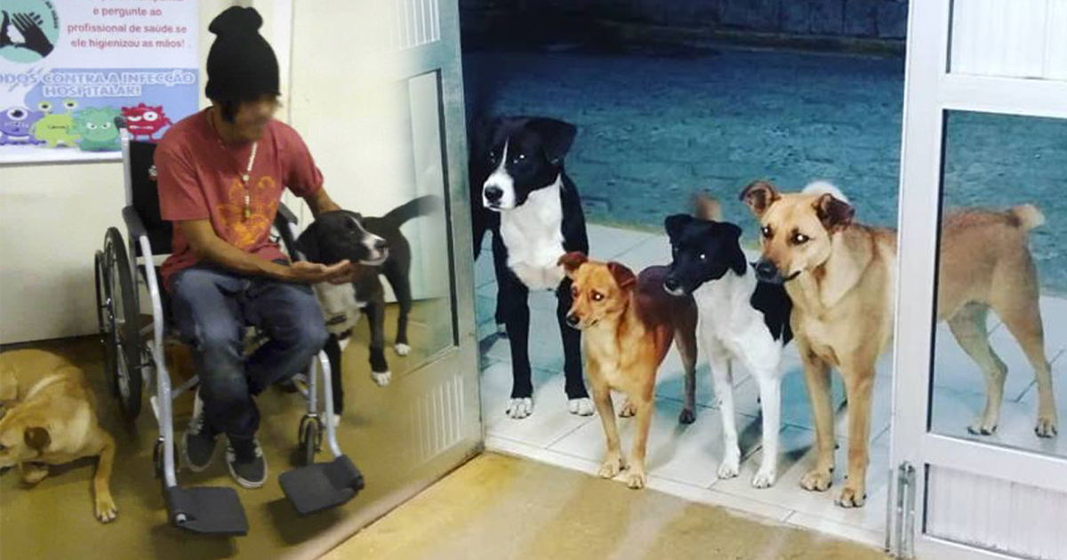 Бездомного положили в больницу   и все его 4 собаки терпеливо ждали его у двери