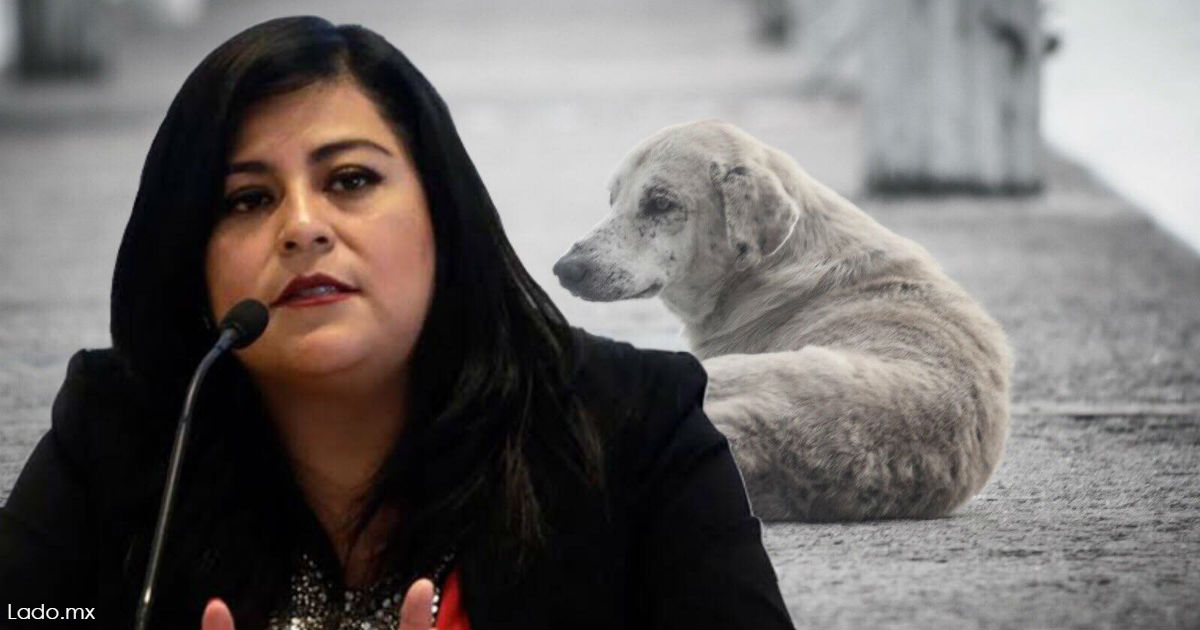 Депутат предлагает избавиться от бродячих собак и кошек: они ее «раздражают»