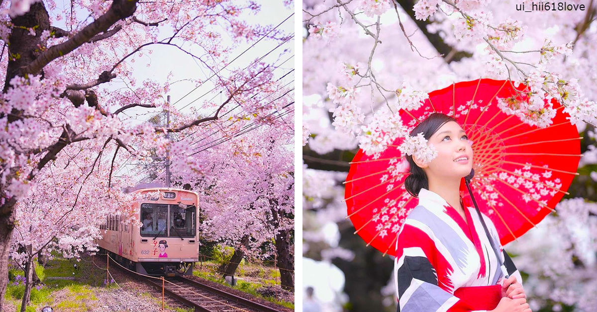 Фотограф запечатлел волшебный сезон цветения вишни в Японии