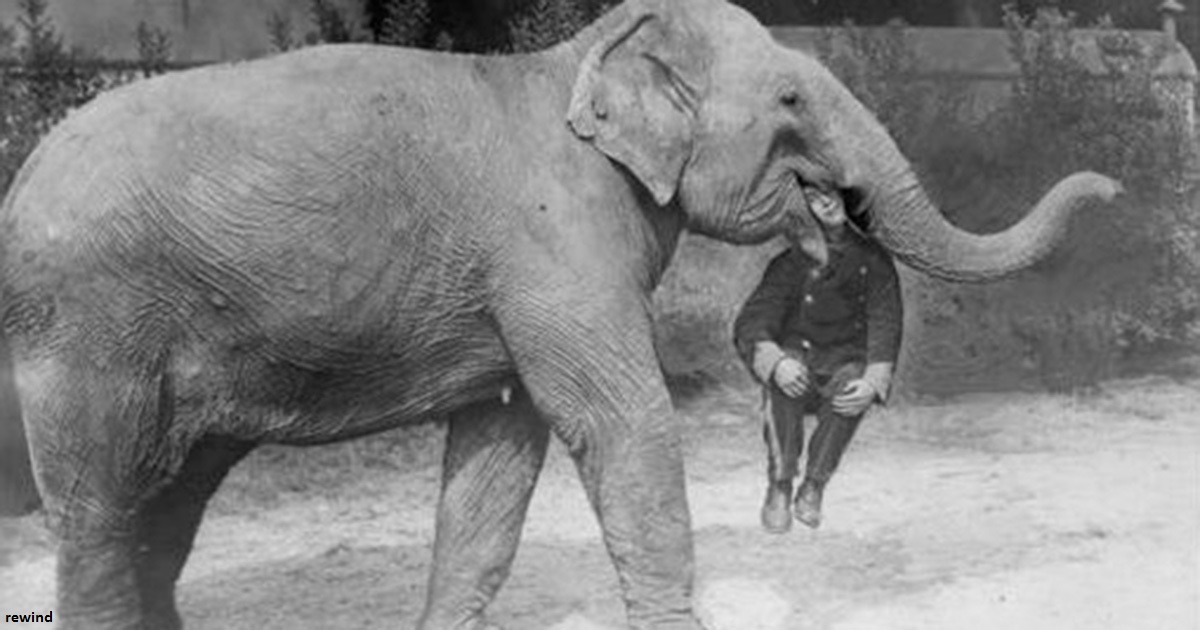 33 жутких фото из цирков прошлого, которые когда то тоже считались ″нормальными″
