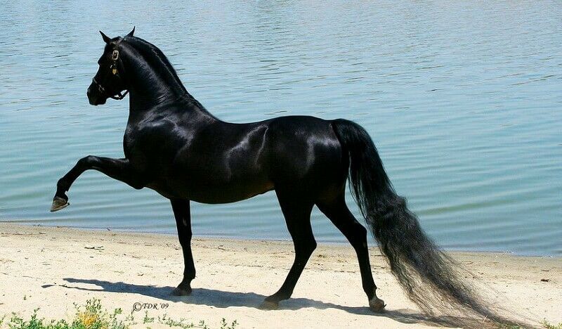 Несколько чудесных лошадей, от красоты которых перехватывает дыхание