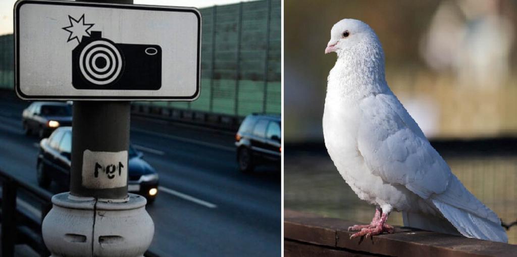 Спас голубь: немецкий водитель избежал крупного штрафа за превышение скорости, потому что птица закрыла его лицо