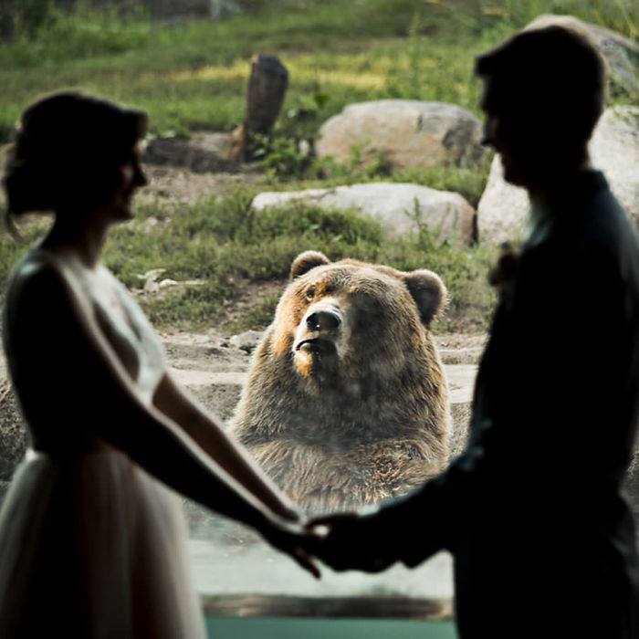 Пара решила пожениться в зоопарке, и медведь явно не доволен их свадьбой