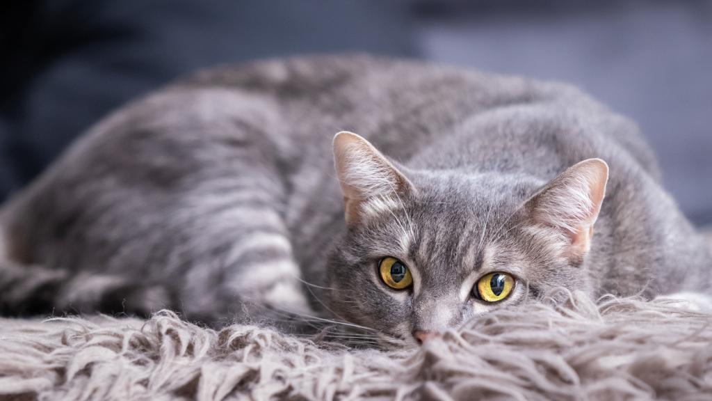 Что ваша кошка приносит в ваш дом? Окрас питомца и его значение