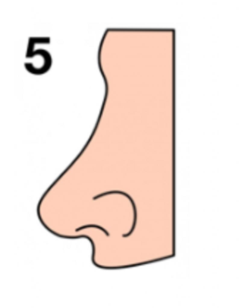 Нос пуговкой – у волевых людей: что форма носа расскажет о нас и нашем характере