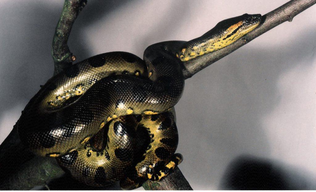 Ученые сделали открытие: зеленые анаконды научились размножаться без оплодотворения