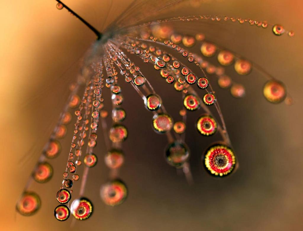 Волшебные капли воды: оптический трюк позволяет делать прекрасные снимки