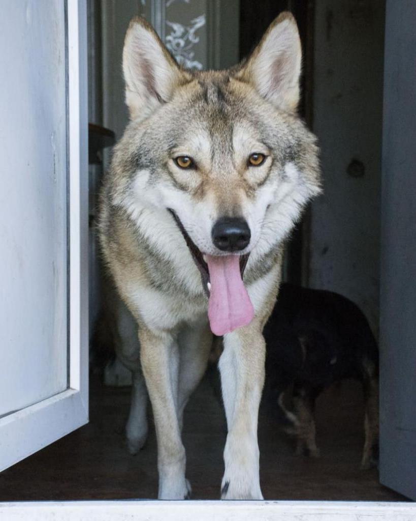 Астраханская семья делит свою однокомнатную квартиру со взрослым волком, которого приютили еще волчонком