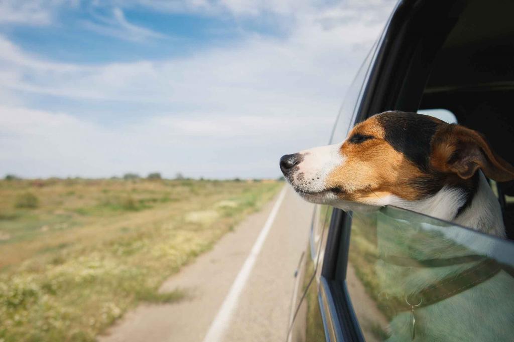 Некоторые собаки любят поездки в машине, а некоторые - нет: причины разной реакции у домашних питомцев