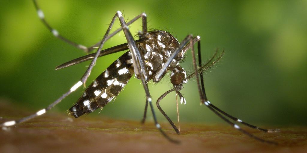 Лето - время комаров, мух и мошек: натуральные DIY-средства от насекомых