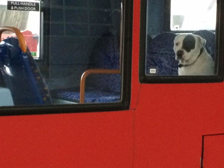 Водитель автобуса уже собирался отправляться на отдых: но тут в зеркале заднего вида он увидел одного четырехлапого пассажира