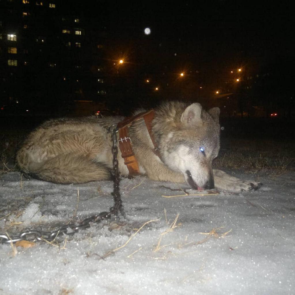 Астраханская семья делит свою однокомнатную квартиру со взрослым волком, которого приютили еще волчонком