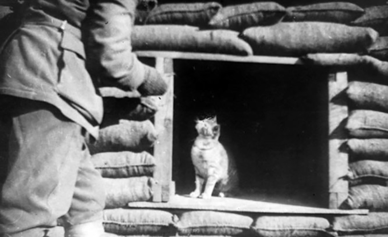 Любовь к кошкам вне времени и событий. Редкие фотографии солдат с любимыми питомцами во время Первой и Второй мировых войн