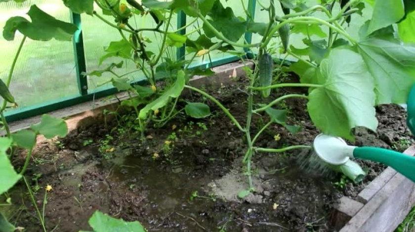Для тех, кто любит большой урожай огурцов: эффективная методика удобрения кустов и ухода за ними