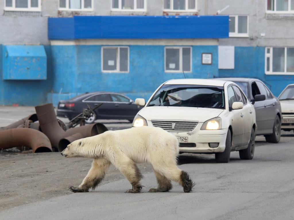 Прогулялся или заблудился? Экологи спорят о причинах, по которым в июне на улицах Норильска появился белый медведь