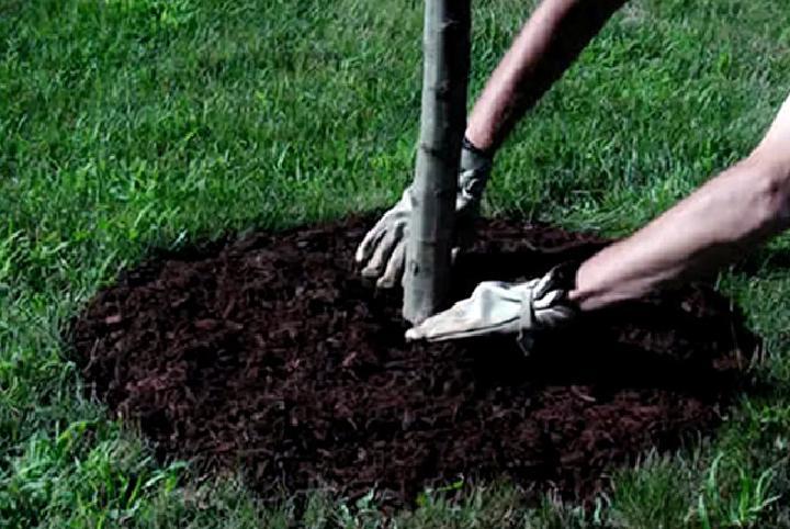 Студенты на Филлипинах сажают деревья, чтобы получить высшее образование
