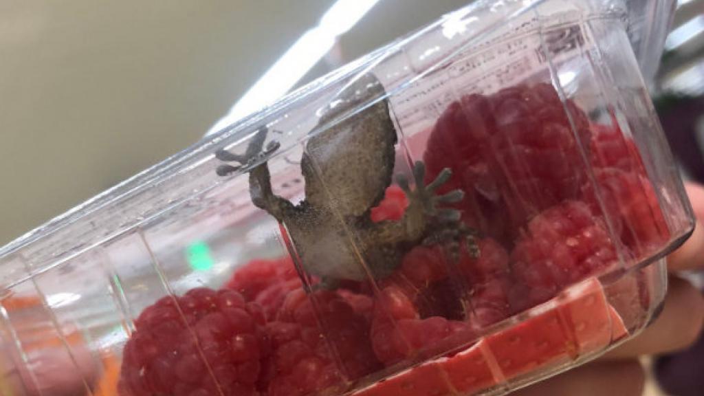 Женщина обнаружила живого геккона в контейнере с малиной в продуктовом магазине