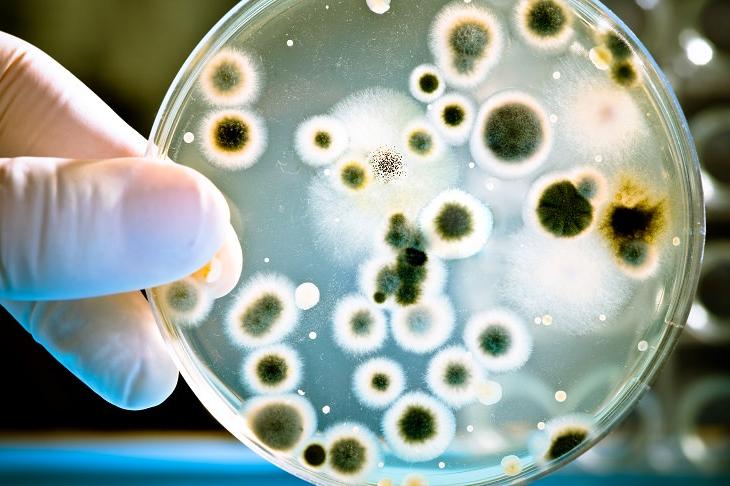 Так ли безвредна посудомоечная машина? Как защитить ее от размножения грибков и бактерий