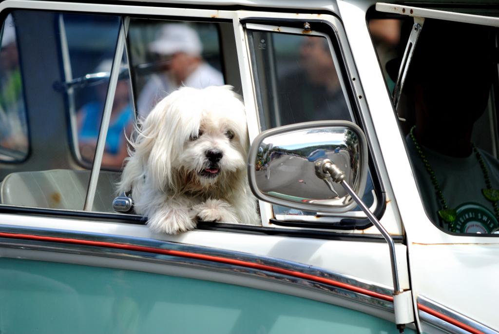 Некоторые собаки любят поездки в машине, а некоторые - нет: причины разной реакции у домашних питомцев