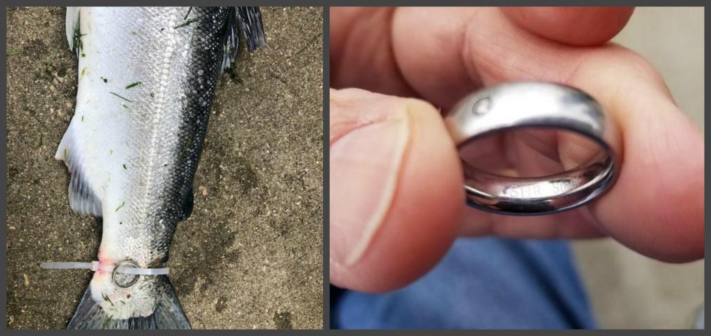 История одной рыбы. Как рыбаки поймали форель с прикрепленным к ней обручальным кольцом