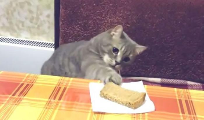 Почему кошки любят хлеб? Исследования ученых и наблюдения владельцев котов