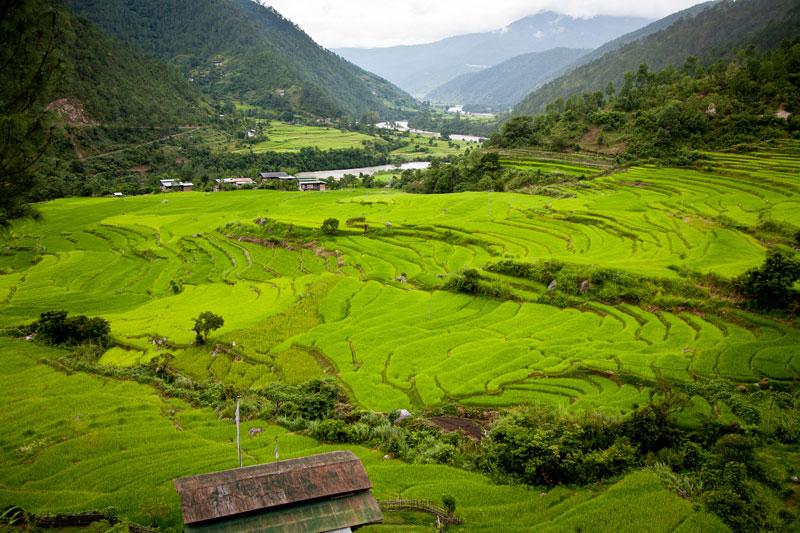 Как приготовить уникальный красный рис, который растет только в высокогорье Бутана (рецепт)