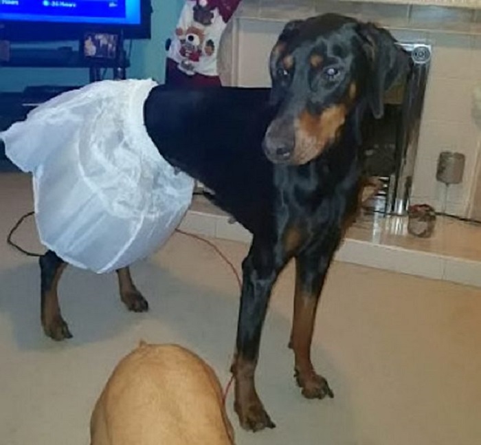 Невеста заказала в интернете себе юбку на свадьбу, но та подошла только ее... собаке