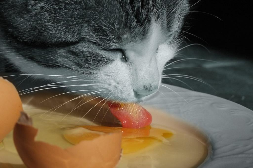 Кошка и яичница: можно ли давать котам яйца и как не навредить их здоровью  | Lifestyle | Селдон Новости