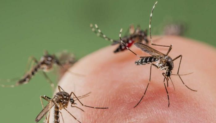 Кого из друзей не стоит звать на природу: ученые назвали типы людей, которые сильнее других привлекают комаров