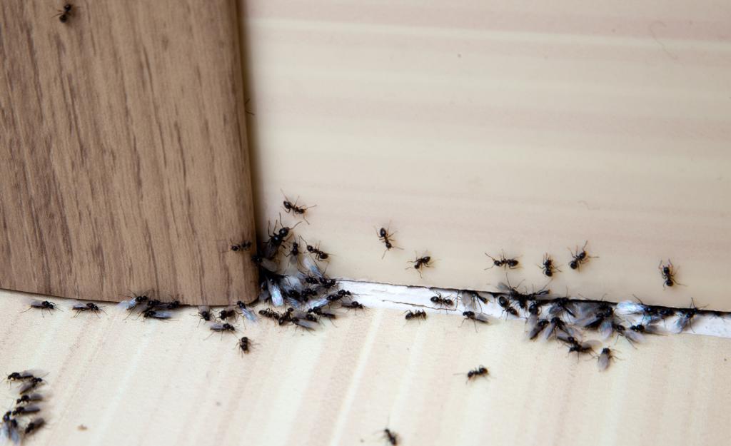 муравьи в каркасном доме