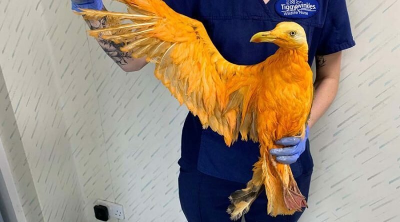 Ветеринару принесли экзотическую птицу. Но правда оказалась весьма неожиданной - это была чайка