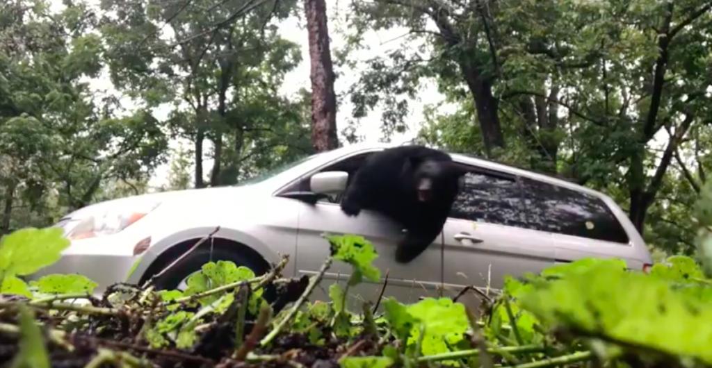 В Штатах медведь залез в автомобиль марки Subaru и устроил ДТП (фото)