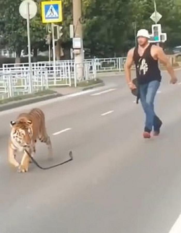 Не только медведи: в Иваново из машины выпрыгнул тигр и пошел гулять по улицам