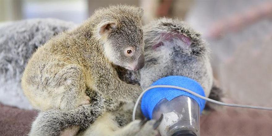 Детеныш коалы по кличке Фантом трогательно обнимает свою маму, пока ей делают операцию