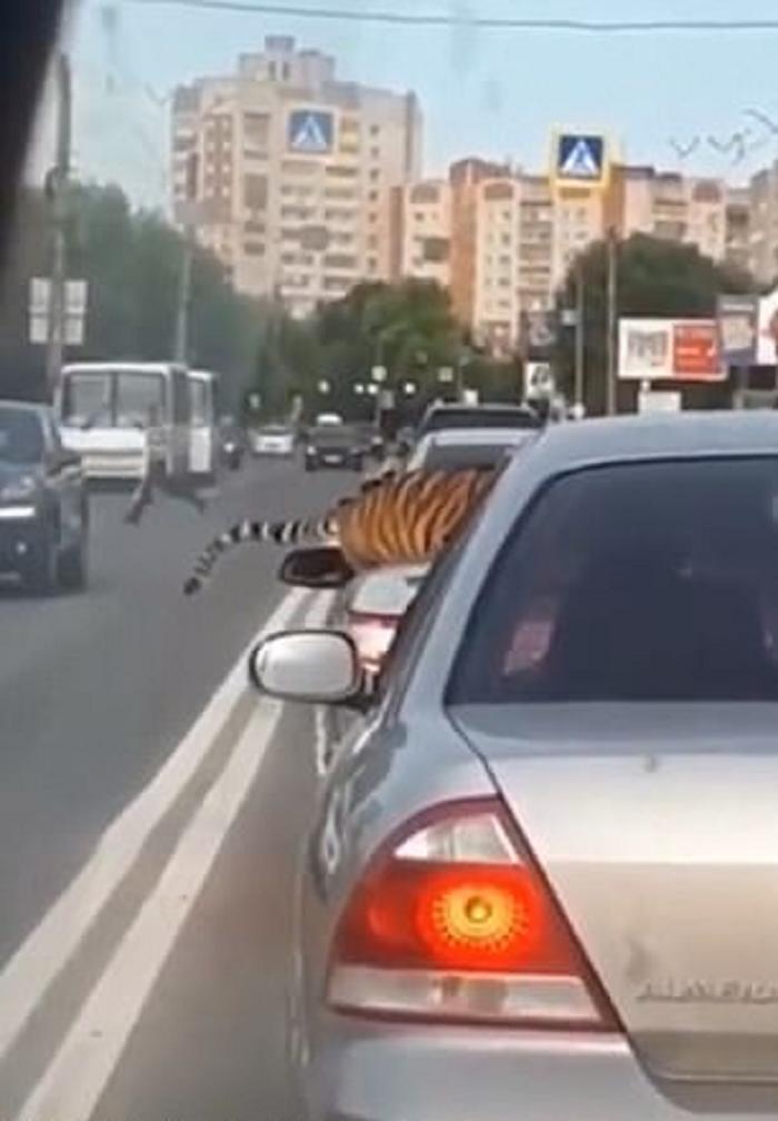 Не только медведи: в Иваново из машины выпрыгнул тигр и пошел гулять по улицам