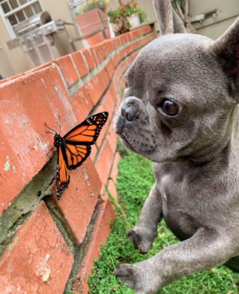 Собака на мгновенье подружилась с бабочкой. В этот момент мир стал идеальным