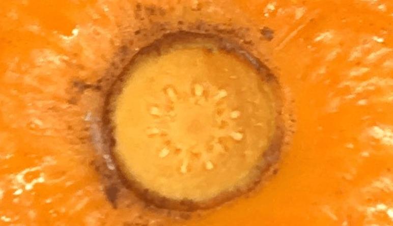 Подруга научила меня предсказывать количество долек у апельсина, не чистя его